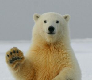 Gamified Social Studies Classrooms